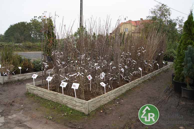 Nowe 7.jpg